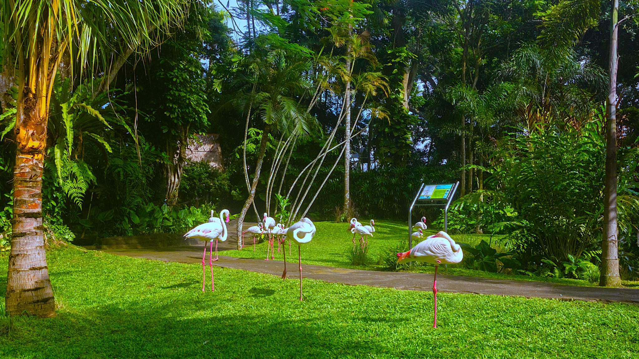 Bali Bird Park Admission Ticket